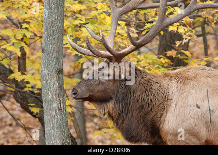 Bull wapiti in autunno Foto Stock