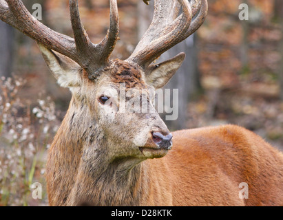 Bull rosso cervo (Cervus elaphus) in autunno Foto Stock