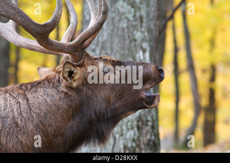 Bull rosso cervo (Cervus elaphus) in autunno Foto Stock