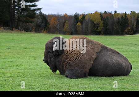 Un enorme maschio - i bisonti americani (Bison bison) in autunno. Foto Stock