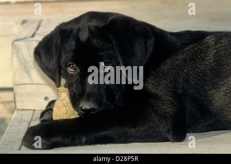 Nero Labrador retriever cucciolo (2,5 mesi). Foto Stock
