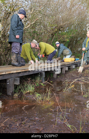 Ramblers sentiero volontari in parte la costruzione di una passerella su 'Boggy fen in cors Bodeilio riserva naturale Anglesey Wales UK Foto Stock