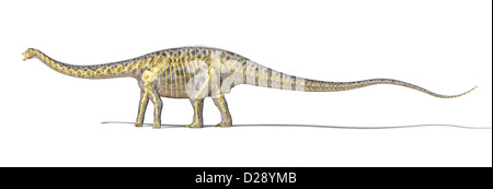 Diplodocus dinosaur foto-realistc rendering, con scheletro completo sovrapposte. Su sfondo bianco con percorso di clipping. Foto Stock