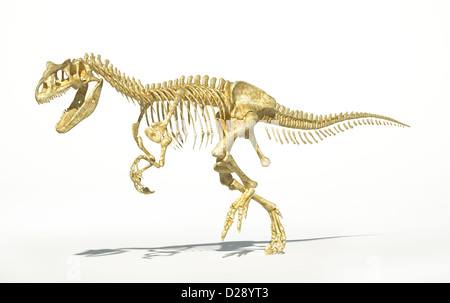 Allosaurus scheletro di dinosauro foto-realistico, scientificamente corretta. Su sfondo bianco con ombra. Foto Stock