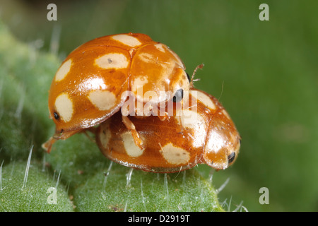 Accoppiamento coleotteri Coccinella Calvia decemguttata su una foglia. Pirenei Ariège, Francia. Giugno Foto Stock