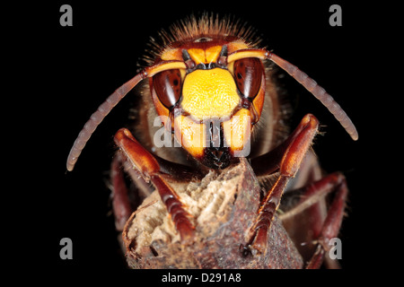 Unione Hornet (Vespa crabro) lavoratore, close-up di testa. Pirenei Ariège, Francia. Giugno. Foto Stock