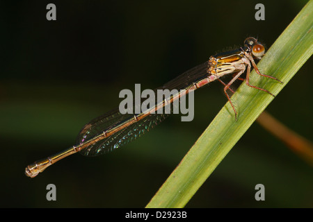 Willow Emerald Damselfly (Lestes [Chalcolestes] viridis) femmina adulta arroccato su una foglia. Foto Stock