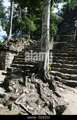 Coba rovine Maya. Messico Foto Stock