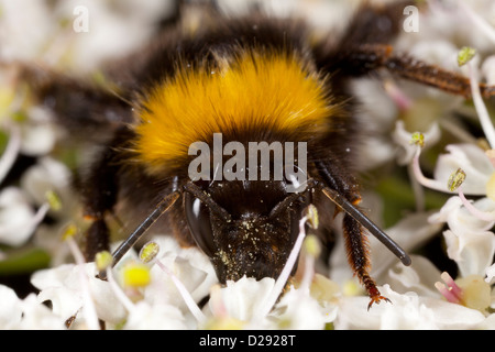 In prossimità della testa di una Regina Buff-tailed Bumblebee (Bombus terrestris) alimentazione su hogweed fiori. Powys, Galles. Agosto. Foto Stock