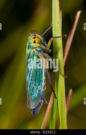 Leafhopper verde (Cicadella viridis), femmina adulta su una foglia di erba. Powys, Galles. Agosto. Foto Stock