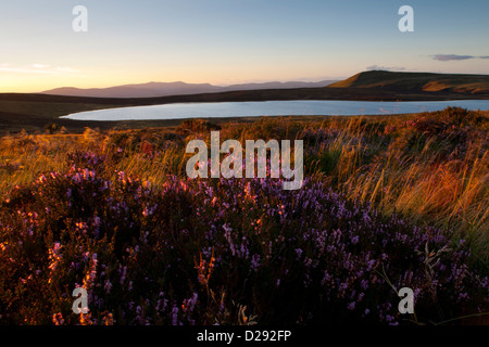 Erica comune o Ling (Calluna vulgaris) fioritura al tramonto vicino Glaslyn un lago di montagna vicino a Plynlimon. Powys, Galles. Foto Stock