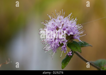 Acqua Menta (Mentha aquatica) close-up di fiori. Cambridgeshire, Inghilterra, Settembre. Foto Stock