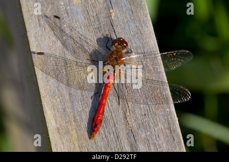 Ruddy maschio Darter dragonfly (Sympetrum sanguineum) crogiolarsi su un palo da recinzione. Woodwalton Fen NNR. Cambridgeshire, Inghilterra. Foto Stock