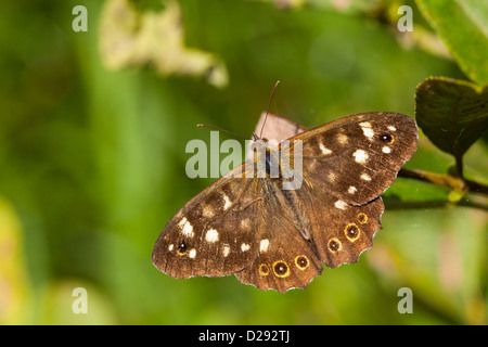 Chiazzato di legno (Farfalla Pararge aegeria). Woodwalton Fen NNR. Cambridgeshire, Inghilterra. Settembre. Foto Stock