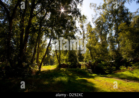 Habitat - Aprire il bosco di betulle su torba drenati. Holme Fen NNR. Cambridgeshire, Inghilterra. Settembre. Foto Stock