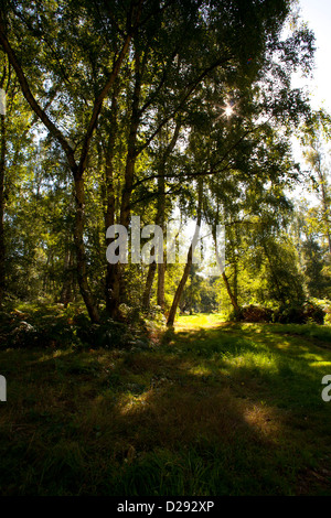 Habitat - Aprire il bosco di betulle su torba drenati. Holme Fen NNR. Cambridgeshire, Inghilterra. Settembre. Foto Stock