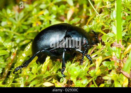Sanguinosa naso-beetle (Timarcha tenebricosa). Su Heath Bedstraw, il foodplant degli adulti e delle larve. Powys, Galles. Settembre. Foto Stock