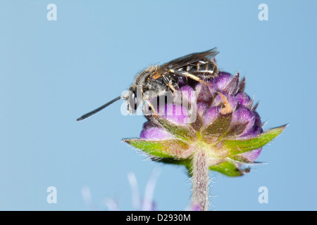 Maschio solco comune-bee Lasioglossum calceatum poggiante su un Devil's-bit scabious fiore. Powys, Galles. Settembre. Foto Stock