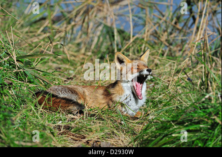 Red Fox (Vulpes vulpes) di appoggio e sbadigli in reedbed sul lungomare lungo il lago in autunno Foto Stock