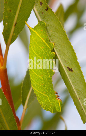 Full-cresciute larva di un pioppo Hawk-moth (Laothoe populi) su un salice. Powys, Galles. Settembre. Foto Stock