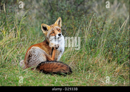 Red Fox (Vulpes vulpes vulpes) nel canneto governare la sua pelle non conciata da graffiare la pelliccia con zampa posteriore in autunno Foto Stock