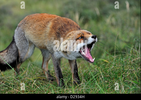 Spaventato e aggressivo, subordinare la volpe rossa (Vulpes vulpes vulpes) in posizione difensiva che mostra i denti e tenere orecchie piatte in Prato Foto Stock