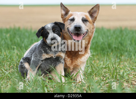 Cane Miniature pinscher adulto e cucciolo (blu e rosso) in un prato Foto Stock