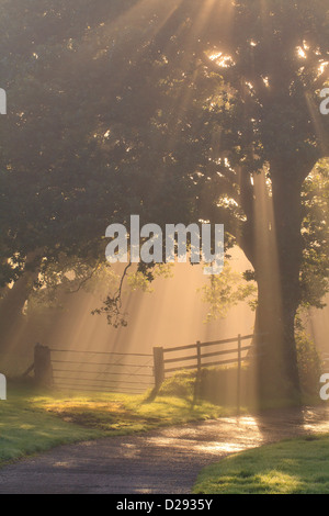 La luce del sole e la nebbia attraverso una quercia sessile (Quercus petraea) albero su di una fattoria. Powys, Galles. Ottobre. Foto Stock