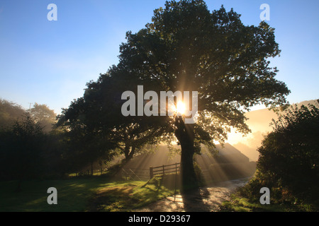 La luce del sole e la nebbia attraverso una quercia sessile (Quercus petraea) albero su di una fattoria. Powys, Galles. Ottobre. Foto Stock