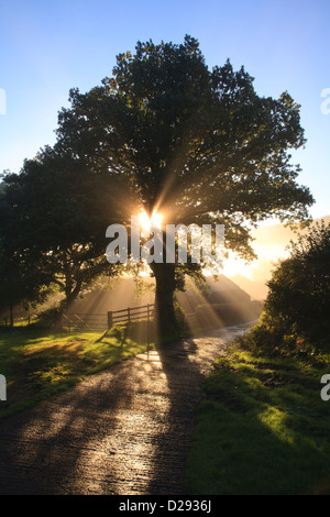 La luce del sole e la nebbia attraverso una quercia sessile (Quercus petraea) albero su di una fattoria. Powys, Galles. Ottobre. Foto Stock