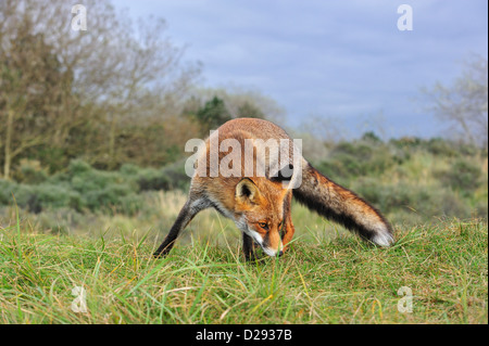 Red Fox (Vulpes vulpes vulpes) sniffing al profumo territoriale mark nella prateria a bordo della foresta Foto Stock