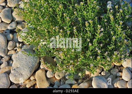 Unione searocket / Mare rocket (Cakile maritima) fioritura sulla spiaggia ghiaiosa Foto Stock