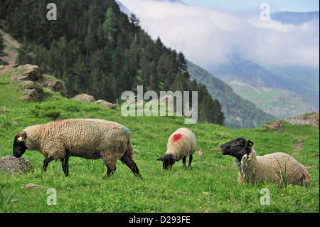 Gregge di ovini domestici (Ovis aries) pascolare nei prati di montagna dei Pirenei francesi, Francia Foto Stock