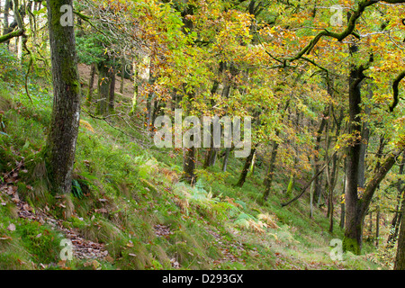 Rovere (Quercus petraea) Bosco in autunno. Powys, Galles. Ottobre. Foto Stock