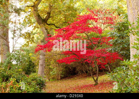 Acero giapponese (Acer palmatum) tree in un bosco giardino in autunno. Giardino Gregynog, POWYS, GALLES. Ottobre. Foto Stock