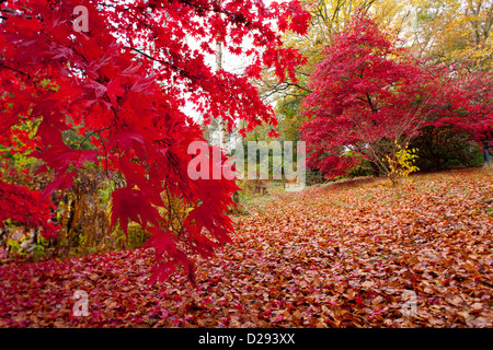 Acero giapponese (Acer palmatum) alberi in un bosco giardino in autunno. Giardino Gregynog, POWYS, GALLES. Ottobre. Foto Stock