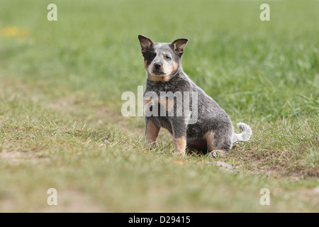 Cane Miniature pinscher cucciolo (blu) seduto in un prato Foto Stock