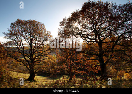 Coppia sessili quercia (Quercus petraea) alberi sul pendio di una collina in autunno. Powys, Galles. Novembre. Foto Stock