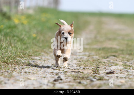 Cane Miniature pinscher cucciolo (rosso) in esecuzione Foto Stock
