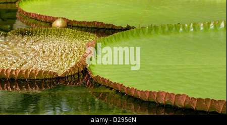Giant Victoria Cruziana Lily Pad. Foto Stock