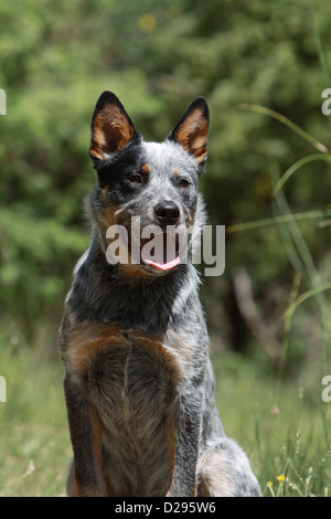 Cane Miniature pinscher adulto (blu) ritratto Foto Stock