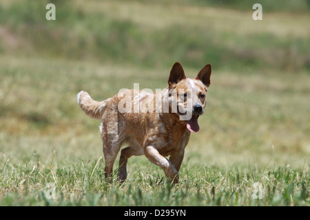 Cane Miniature pinscher adulto (rosso) camminare in un prato Foto Stock