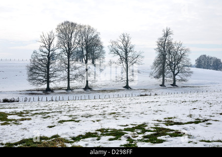 Prati e alberi di quercia nella neve, nella campagna del Nord (Mayenne Paese della Loira, in Francia, in Europa). Foto Stock