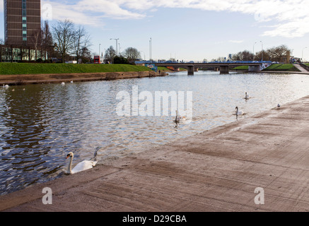 Exeter Devon England. 15 gennaio 2013. Cigni sul fiume Exe nel centro della citta'. Foto Stock