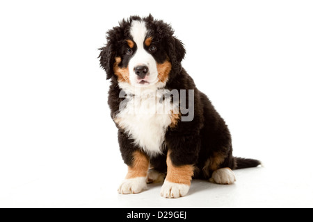 Dieci settimane vecchio Bovaro del Bernese cucciolo Foto Stock