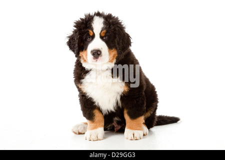 Dieci settimane vecchio Bovaro del Bernese cucciolo Foto Stock