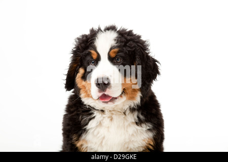 Dieci settimane vecchio Bovaro del Bernese cucciolo Foto Stock