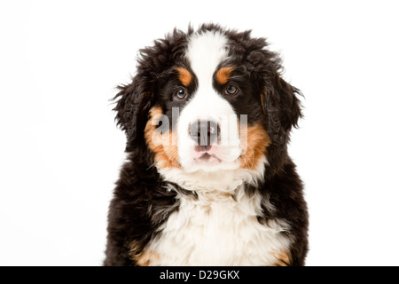 Dieci settimane vecchio Bovaro del Bernese cucciolo Foto Stock