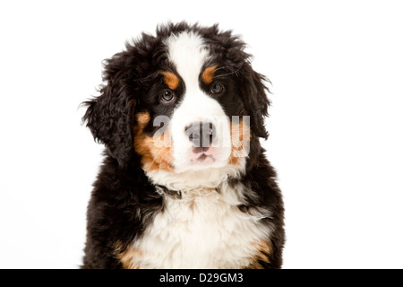 Dieci settimane vecchio Bovaro del Bernese cucciolo Foto Stock