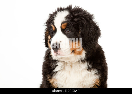 Dieci settimane vecchio Bovaro del Bernese cucciolo Foto Stock